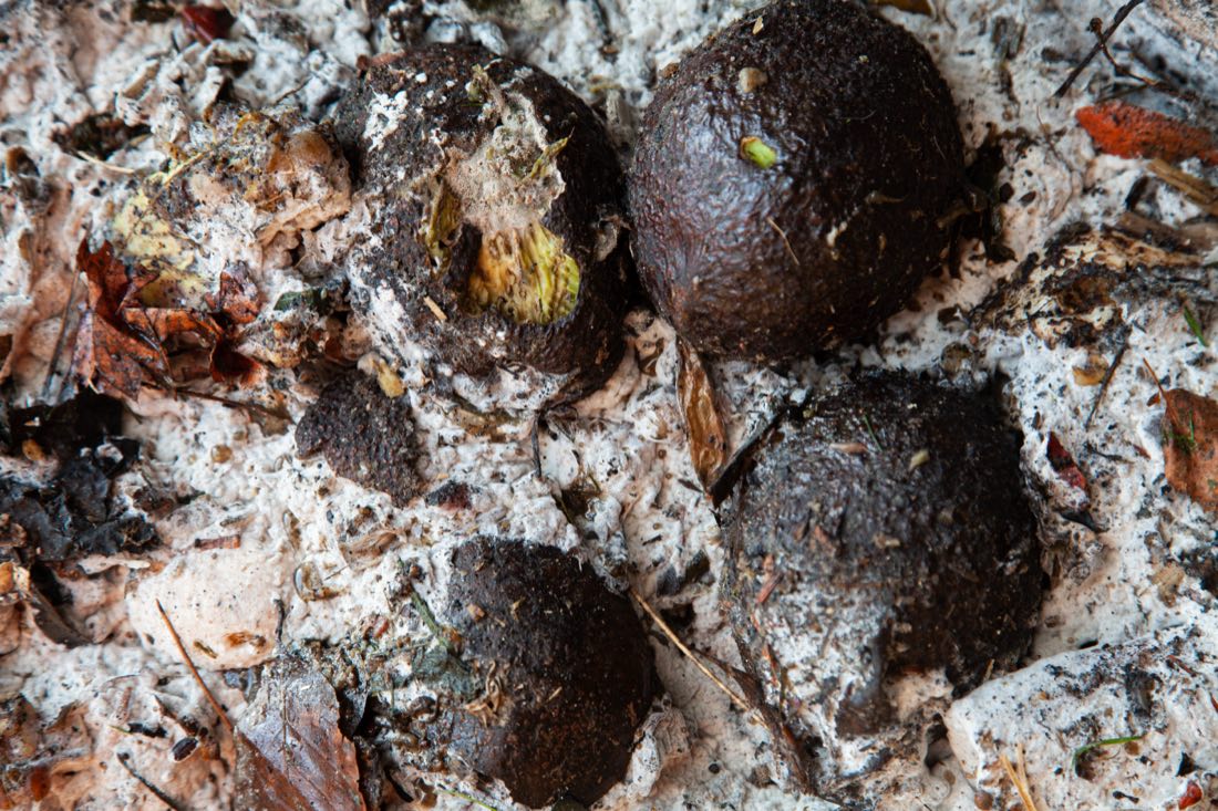 Avocados decomposing in compost